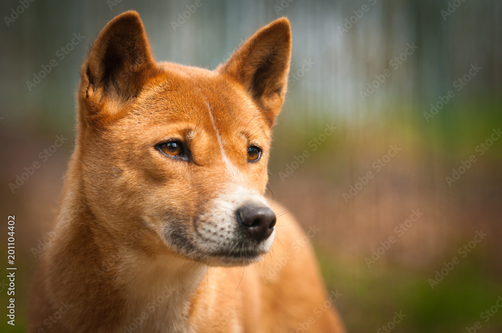 Close portrait of dingo, a dog from new guinea. Singing dog!s portrait. Orange australian. Australian predator with yellow or orange fur. Representative animal of Australia. 