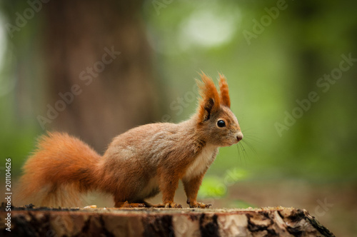 Red squirrel, Sciurus vulgaris, Cute arboreal, omnivorous rodent with long tail, climbing in the tree. Adorable curious orange mammal on a branch.Portrait of eurasian squirrel in natural environment.