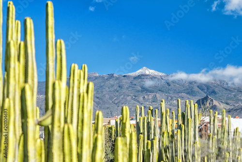 Teide, snowy mountain top - view through the cactus plants