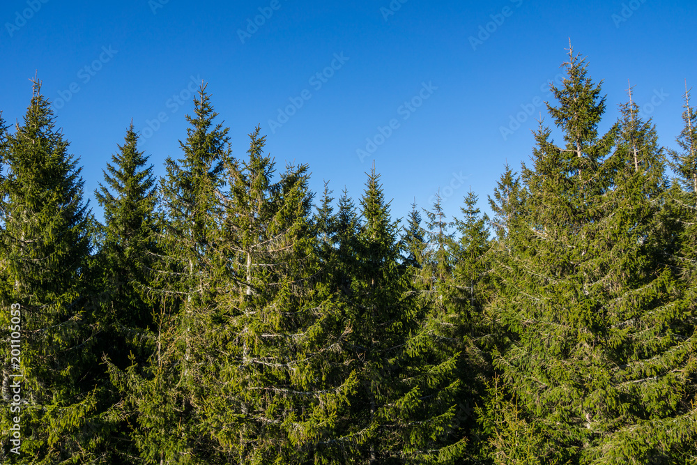 Germany, Tree top from brend tower in the middle of the black forest Germany, Tree top from brend tower in the middle of the black forest