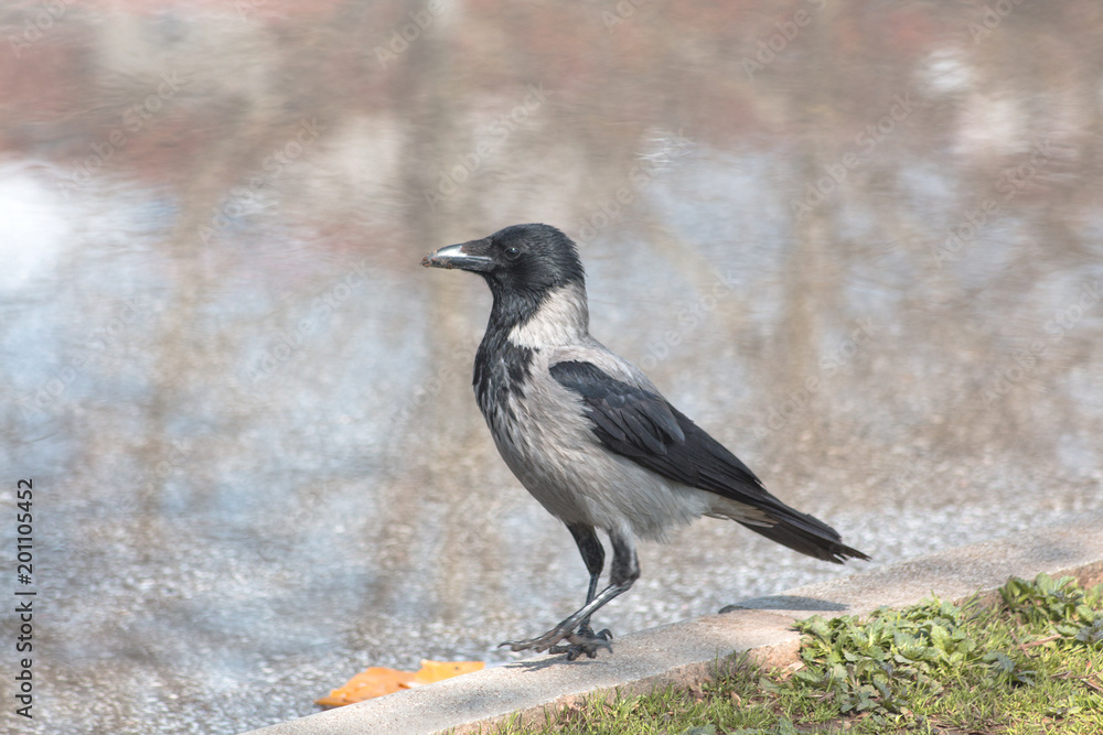 A raven among the grass and rain puddle. A raven among the grass and rain puddle.