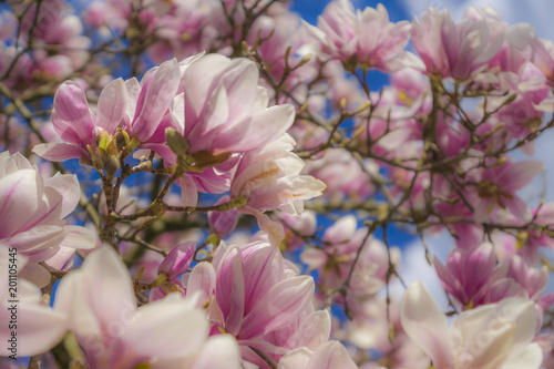 Magnolien Blüten im Frühling