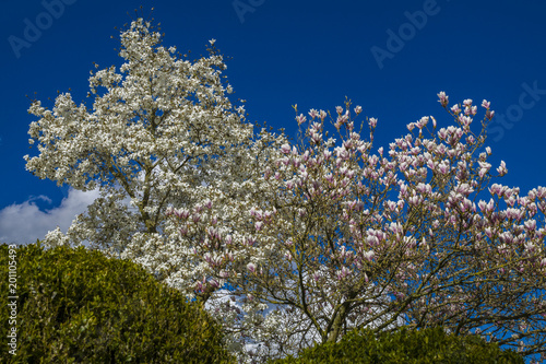 Magnolien Baum und Apfelbaum im Frühling 
