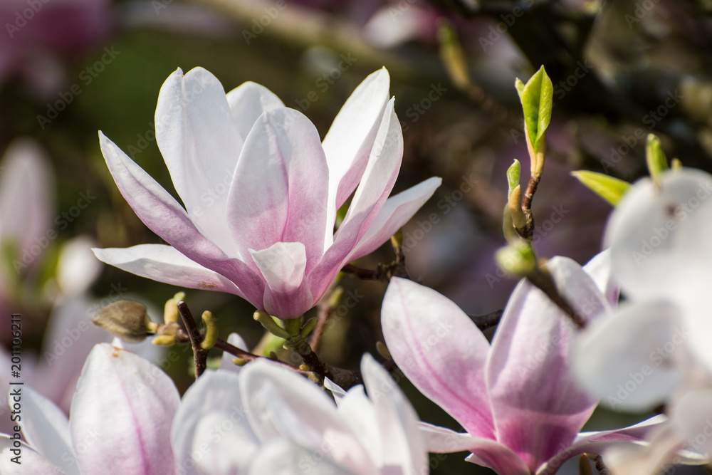 Fototapeta premium Magnolienblüte