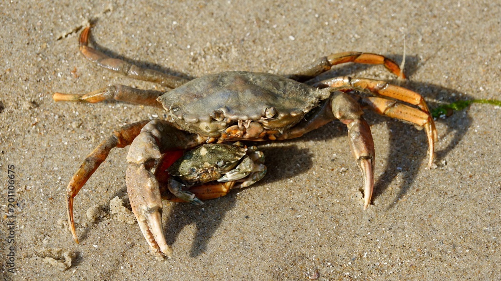 Krebs, Krabbe am Strand der Nordsee Krebs, Krabbe am Strand der Nordsee