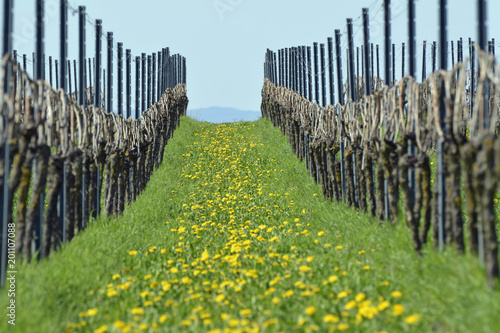 Fototapeta Naklejka Na Ścianę i Meble -  löwenzahn im wingert