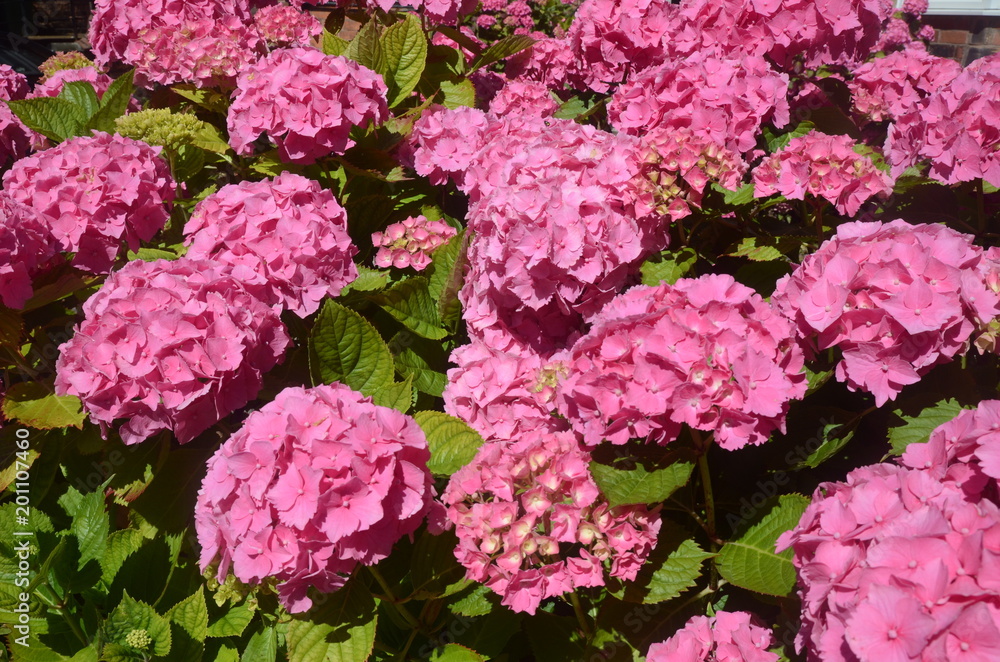 Pink flowers Pink flowers