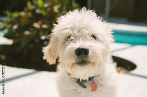 Cute Puppy Posing for the Camera by the Pool  © MeganMahoneyPhotos