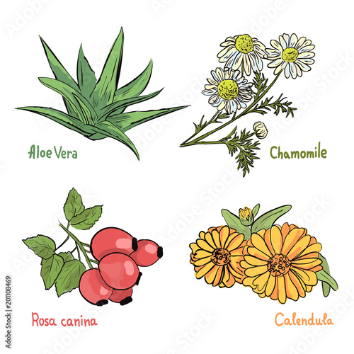Hand drawn collection of medicinal plants and herbs on the white background. Aloe, Chamomile, Calendula and Brier plants. Cosmetic ingredients.