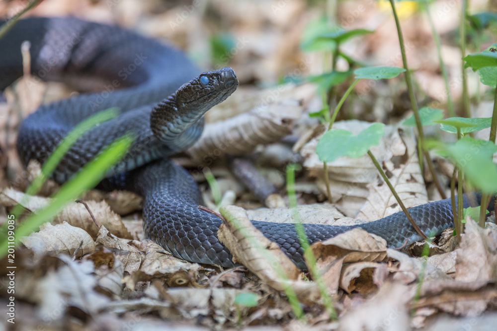 Fototapeta premium Vipera berus nikolskii on it's natural environment