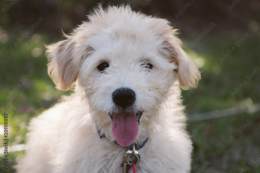 Adorably Cute Golden Doodle Puppy Playing Outside