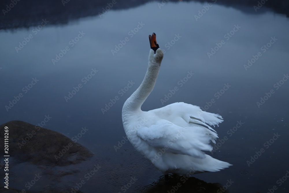 White mute swan White mute swan
