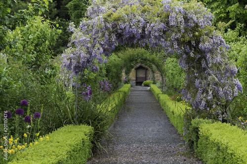 Wisteria flowers arch in the garden photo