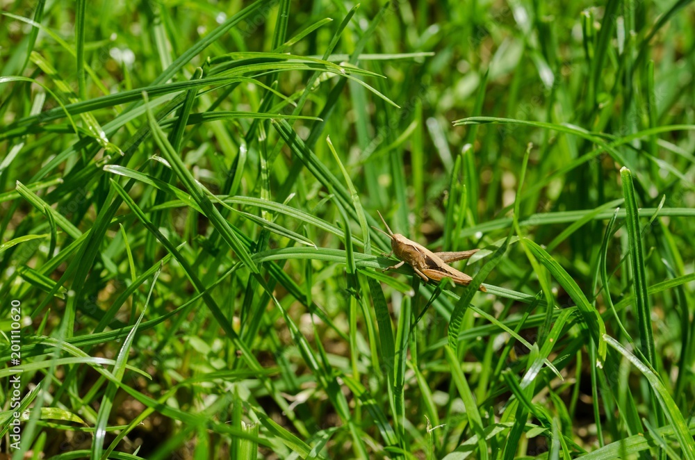 Brown Grasshopper Grass in the Grass. Brown Grasshopper Grass in the Grass.