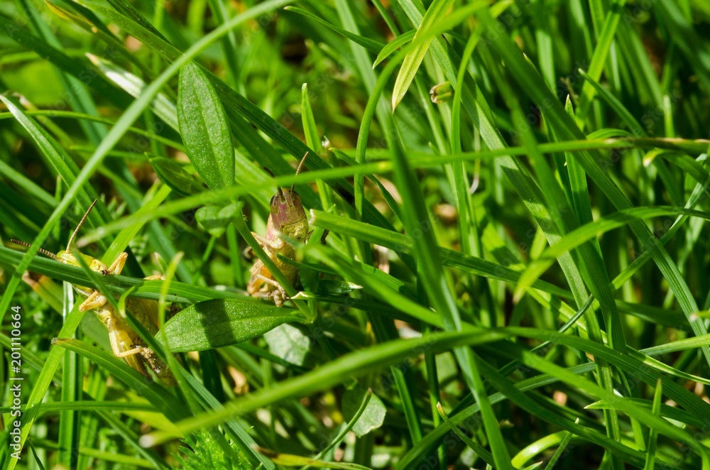 Brown Grasshopper Grass in the Grass. Brown Grasshopper Grass in the Grass.