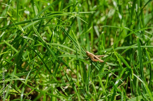 Brown Grasshopper Grass in the Grass. © konyt