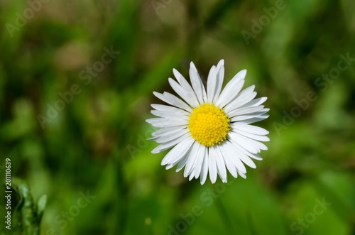 Daisy with white-yellow flowers in the garden.