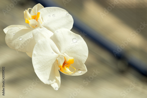 Phalaenopsis orchid. Orchid flower in tropical garden at sunny day. For postcard beauty and agriculture idea concept design. Close up, detail of blossom with water drops on the leafs of blossom.