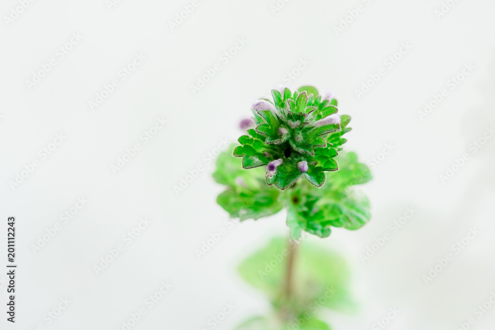 Obraz premium little green seedling sprout