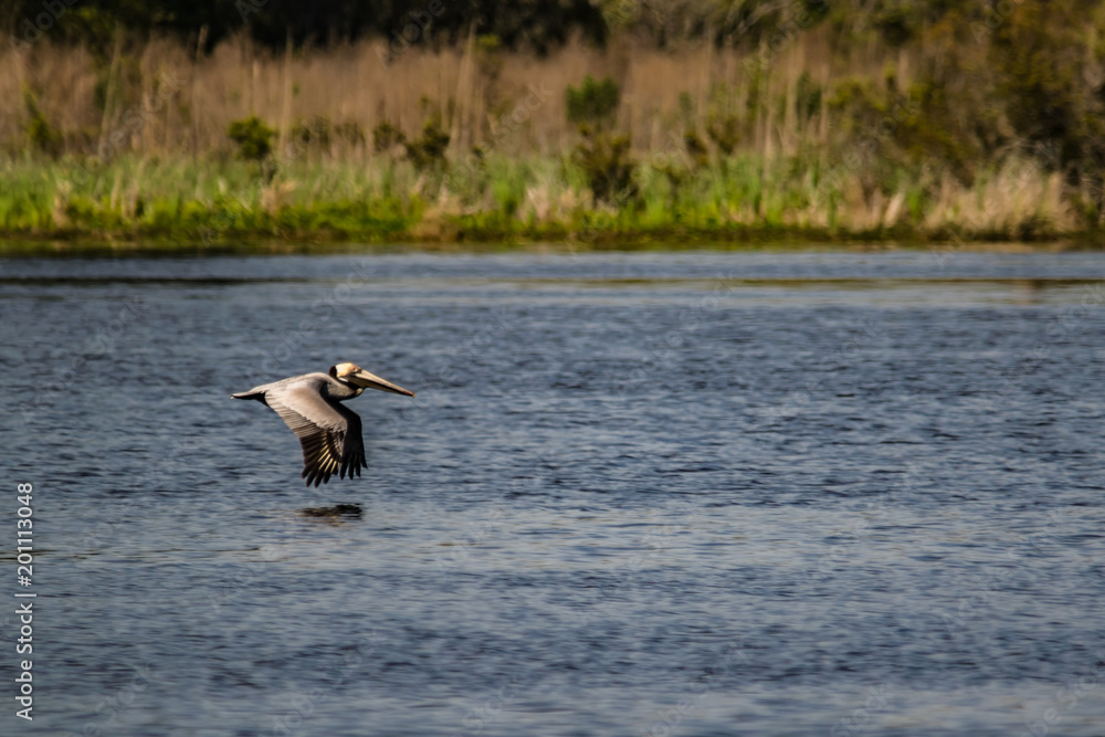 Fototapeta premium Goose Creek 1