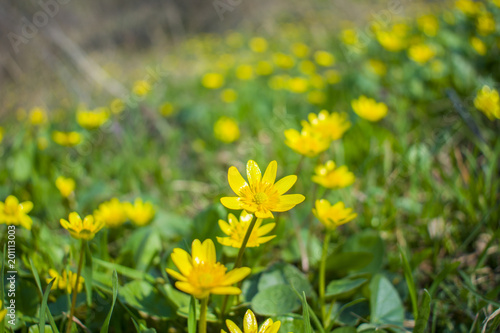glade of yellow flowers on the island of Khortitsa, Ukraine