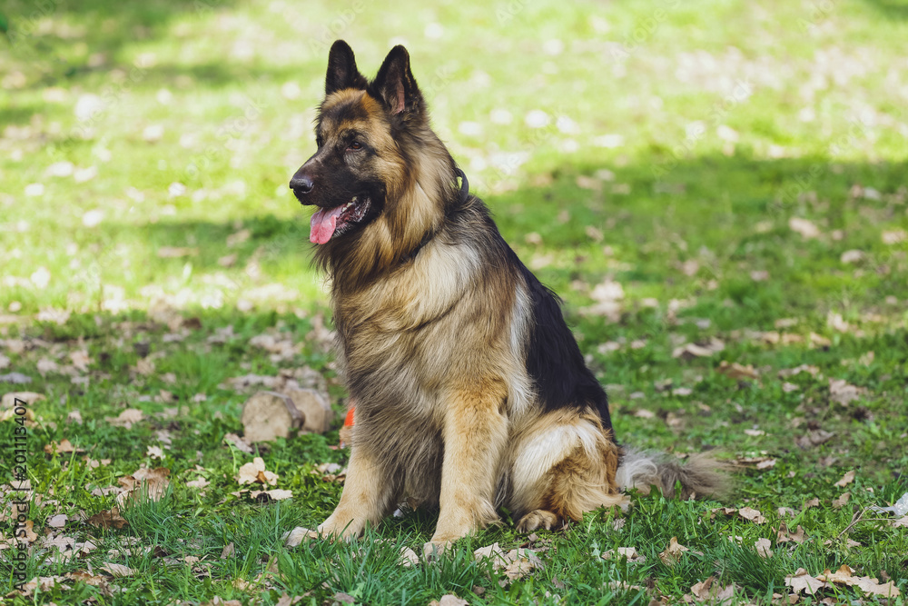 Beautiful dog German Shepherd in the park, in the forest Beautiful dog German Shepherd in the park, in the forest