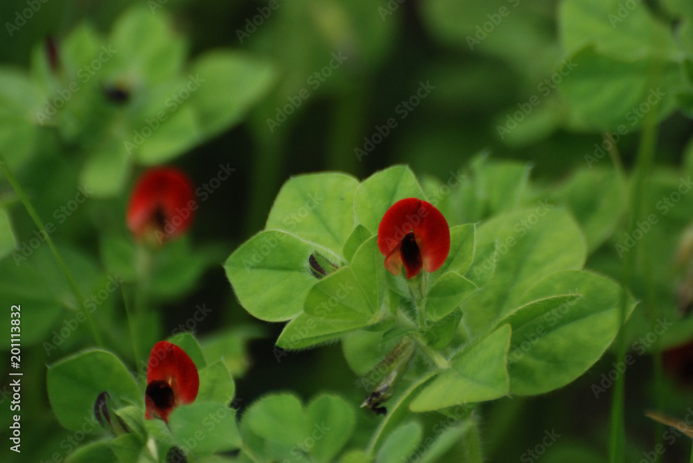Fototapeta premium Flora spontanea della Sardegna