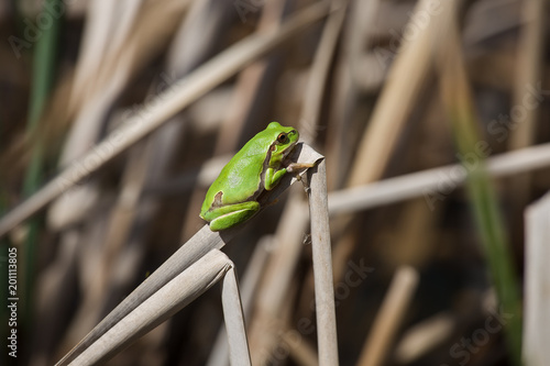 Tree Frog taking sun on cane in swamp - European Green Tree Frog