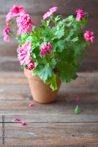 Fototapeta Naklejka Na Ścianę i Meble -  Pelargonien