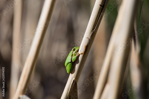 European Tree Frog resting on cane in swamp, blur background, Isola della Cona, Monfalcone, Italy, amphibian, frog, full frame, copy space