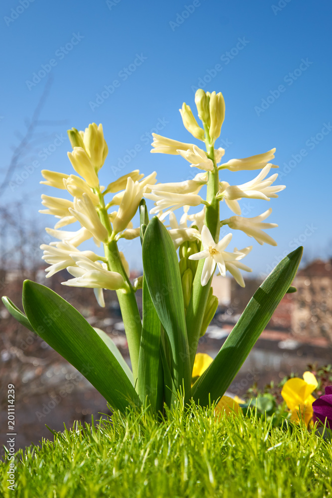 Fototapeta premium White hyacinth in a flowerpot outdoors