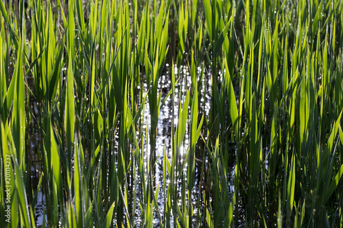 Reed texture - foliage pattern with morning dew and sun reflection, background, full frame, copyright, nature background, vegetation