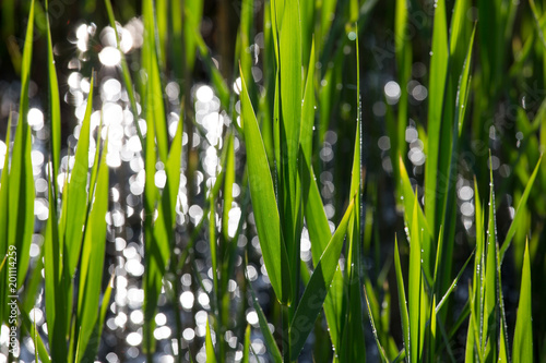  Reed pattern - foliage texture with morning sun reflection, background, full frame, copyright, nature background, vegetation