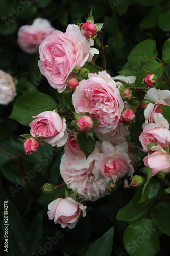 rosa englische Strauchrose © kirchbach.st.