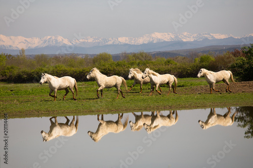 White Camargue Horses running on the water, Foce dell'Isonzo, Isola della Cona, Monfalcone, Italy