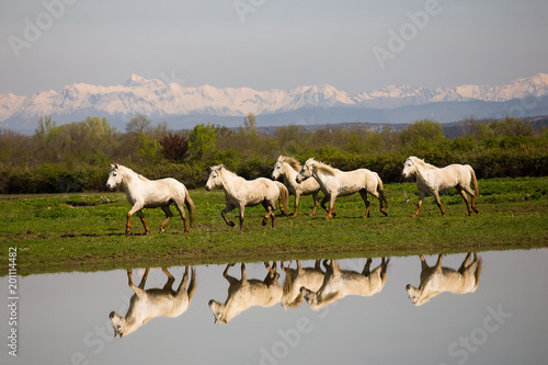 White Camargue Horses running, water reflection, Foce dell'Isonzo, Isola della Cona, Monfalcone, Italy