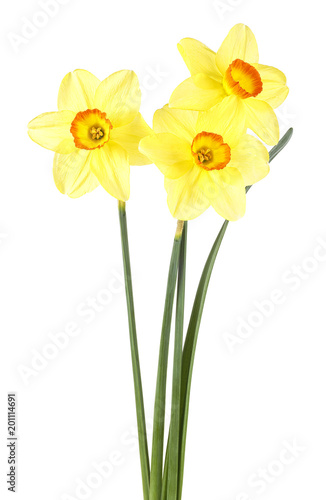 Fototapeta Naklejka Na Ścianę i Meble -  Bouquet of three yellow narcissus flowers with green leaves, white background