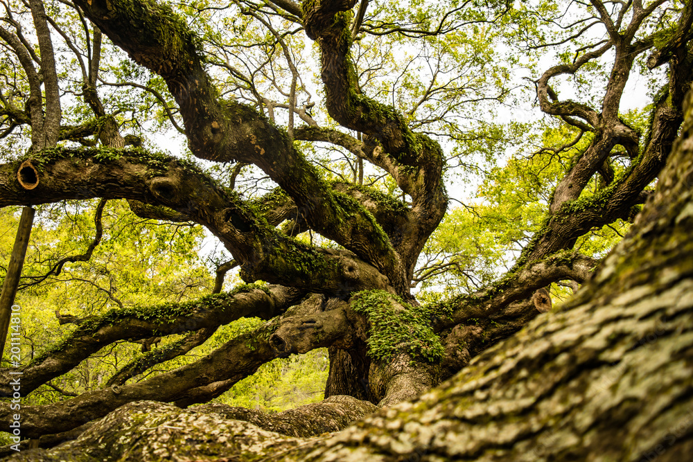 Angel Oak 2 Angel Oak 2