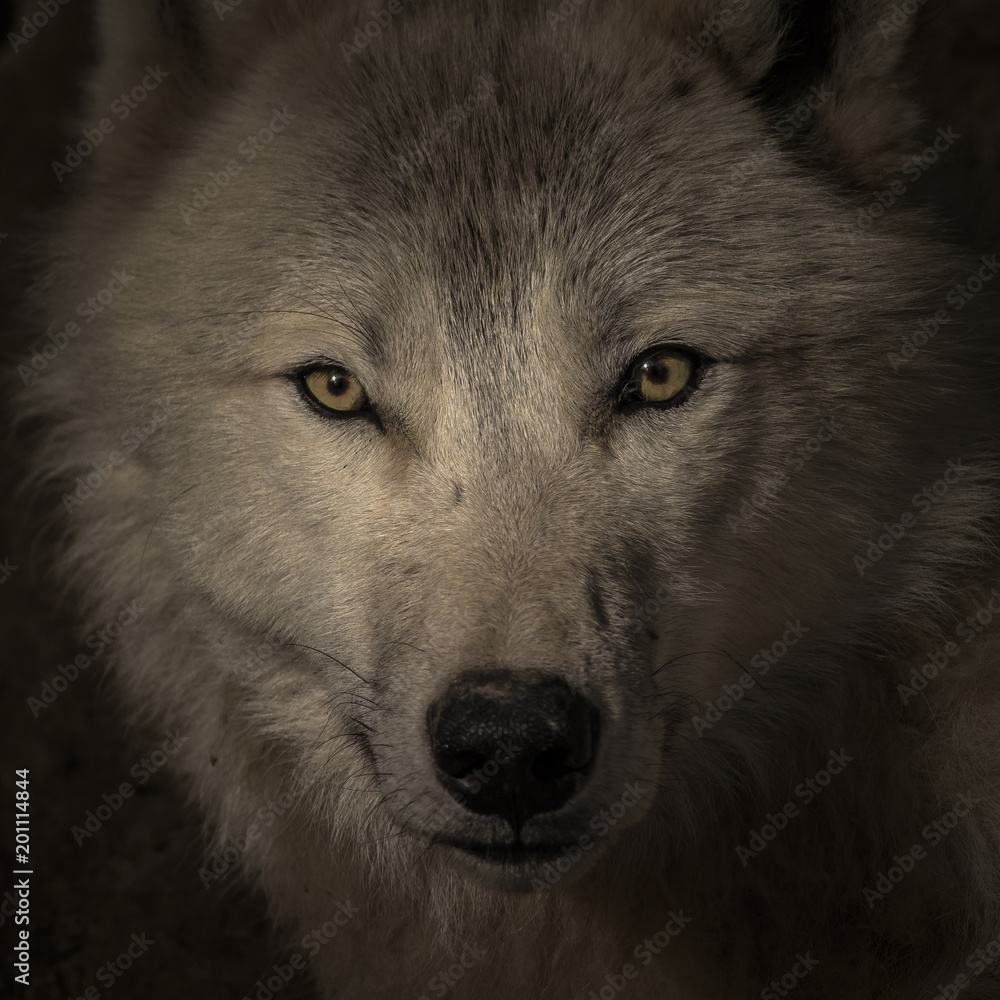 Face to face meeting with strong wolf. Wolf head watching very closely on the dark background. Face to face meeting with strong wolf. Wolf head watching very closely on the dark background.