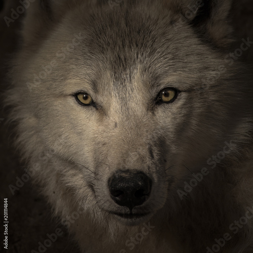 Face to face meeting with strong wolf. Wolf head watching very closely on the dark background.
