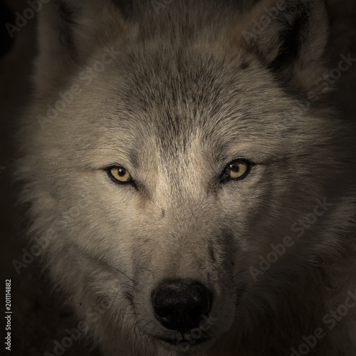 Obraz na plátně Face to face meeting with strong wolf