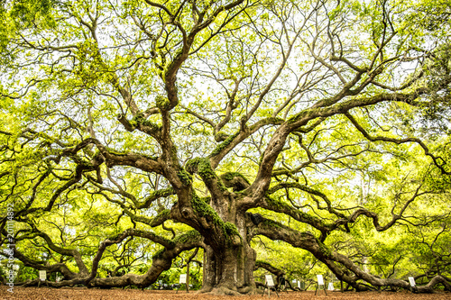 Angel Oak