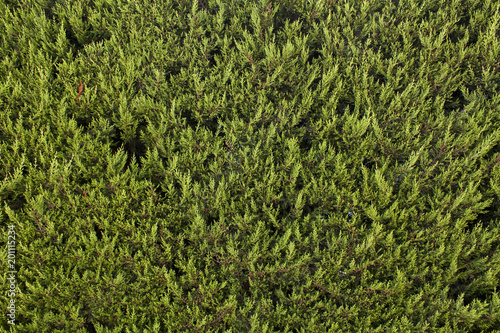 Abstract coniferous green branches. Abstract background of beautiful lush green branches of evergreen tree in sunshine. photo