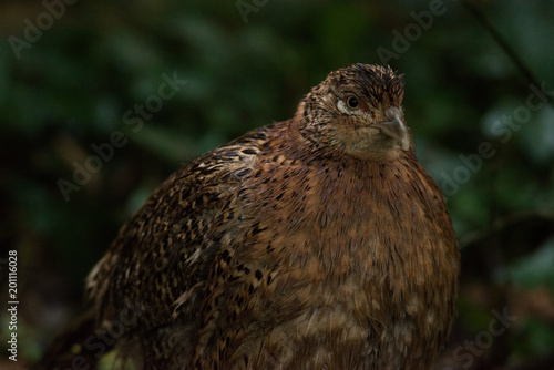 Roaming Pheasant