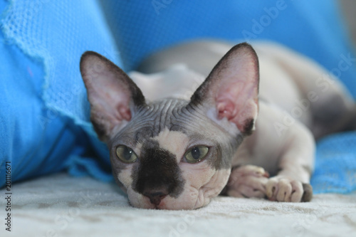 cute grey hairless cat