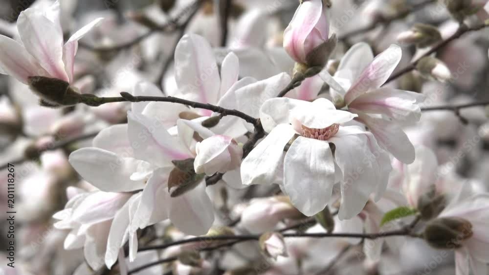Pink magnolias beautifully blossom in the botanical garden in the spring windy day video clip shot closeup Pink magnolias beautifully blossom in the botanical garden in the spring windy day video clip shot closeup