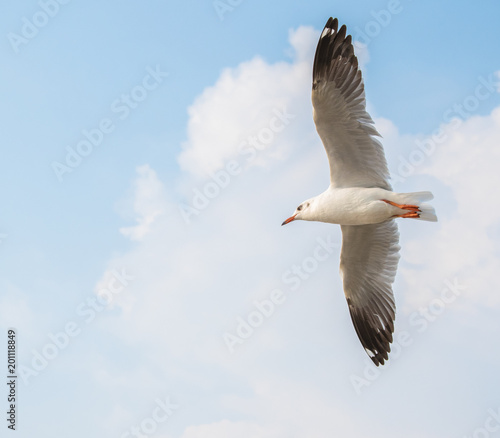 Seagulls are flying at the sea.