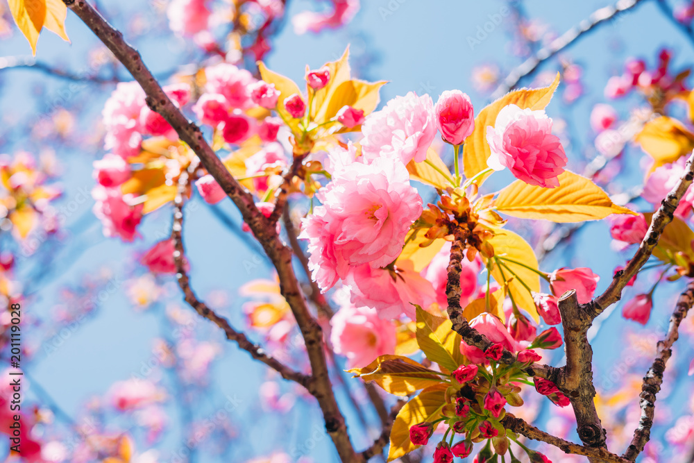 Blossoming sakura flowers in spring Blossoming sakura flowers in spring