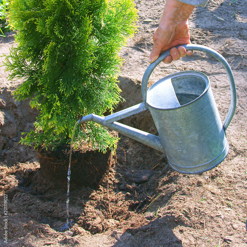 Planting plants step by step / ornamental shrub Thuja Golden Smaragd - watering at the time of planting