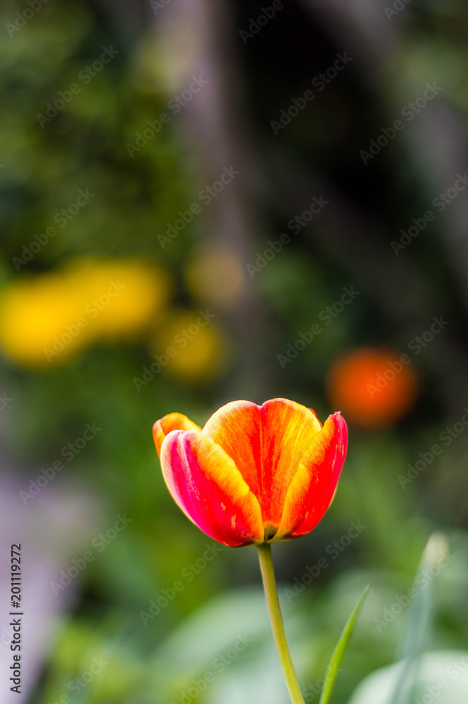 Tulips in early spring close up photo